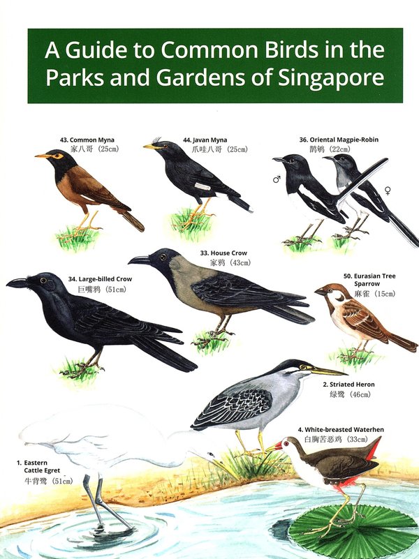 A Guide to Common Birds in the Parks and Gardens of Singapore